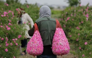 Rose-picking Season in Qamsar Village