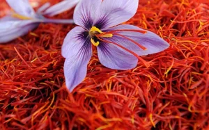 Autumn Crocus laid on a bed of Saffron